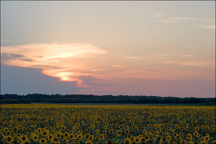 the sunflower field